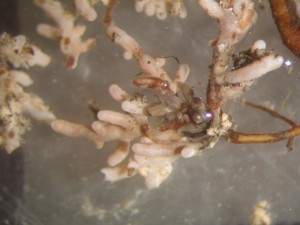 Ectomycorrhiza in Oak