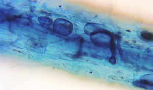 Elm-mycorrhiza-5